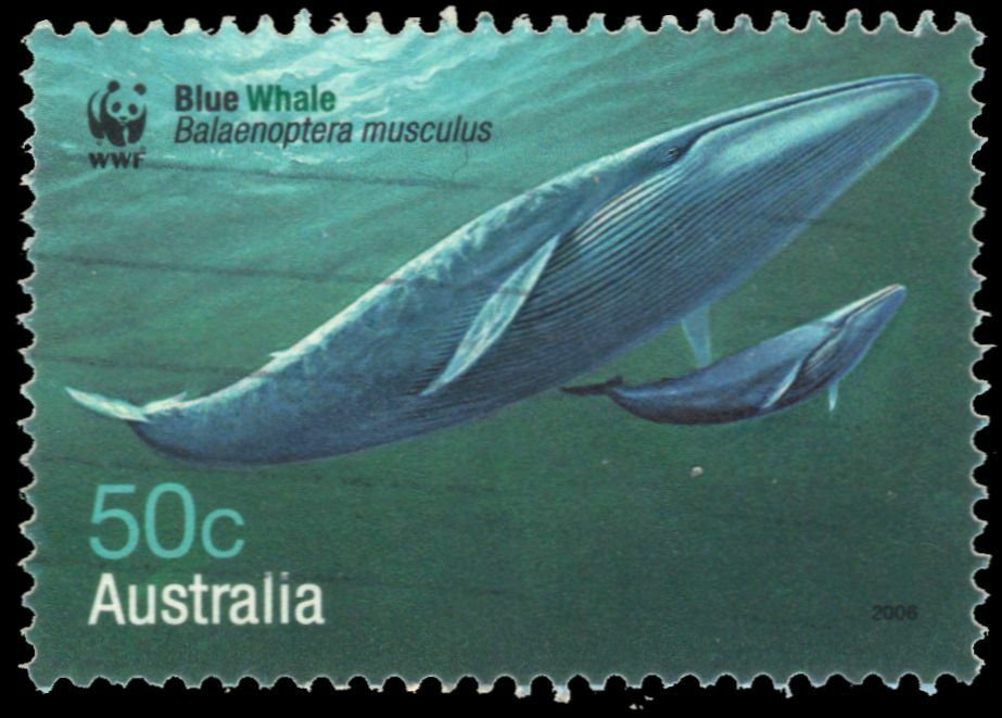 Australia 2535 - Blue Whale "balaenoptera Musculus" Wwf (pa95356)